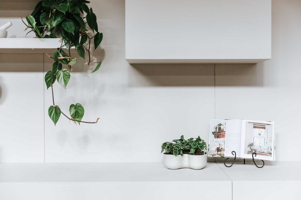 Plant Sitting Plant Collector Melbourne